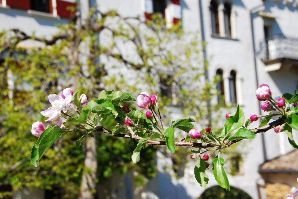 Apartments Schloss Paschbach Appiano Sulla Strada Del Vino Ngoại thất bức ảnh